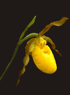 /Cypripedium s0046b